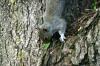 <img100*0:stuff/z/169023/Squirrel.3/i1277161567_23.jpg>