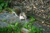 <img100*0:stuff/z/169023/Squirrel.3/i1277161567_24.jpg>