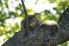 <img100*0:stuff/z/169023/Squirrel.3/i1277161567_25.jpg>