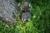 <img100*0:stuff/z/169023/Squirrel.3/i1277161567_26.jpg>