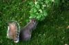 <img100*0:stuff/z/169023/Squirrel.3/i1277161567_27.jpg>