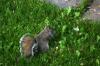 <img100*0:stuff/z/169023/Squirrel.3/i1277161567_28.jpg>