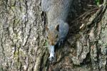 Squirrel.3