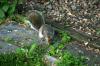 <img100*0:stuff/z/169023/Squirrel.3/i1277161568_30.jpg>