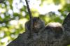 <img100*0:stuff/z/169023/Squirrel.3/i1277161568_31.jpg>