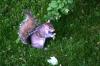 <img100*0:stuff/z/169023/Squirrel.3/i1277161568_32.jpg>