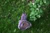 <img100*0:stuff/z/169023/Squirrel.3/i1277161568_33.jpg>