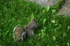 <img100*0:stuff/z/169023/Squirrel.3/i1277161568_34.jpg>