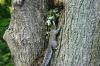 <img100*0:stuff/z/169023/Squirrel.3/i1277161568_35.jpg>