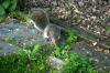 <img100*0:stuff/z/169023/Squirrel.3/i1277161568_36.jpg>