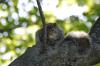 <img100*0:stuff/z/169023/Squirrel.3/i1277161568_37.jpg>