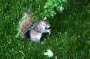 <img100*0:stuff/z/169023/Squirrel.3/i1277161568_38.jpg>