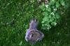 <img100*0:stuff/z/169023/Squirrel.3/i1277161568_39.jpg>