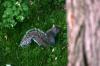 <img100*0:stuff/z/169023/Squirrel.3/i1277161569_40.jpg>