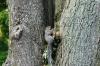 <img100*0:stuff/z/169023/Squirrel.3/i1277161569_41.jpg>