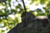 <img100*0:stuff/z/169023/Squirrel.4/i1277162363_2.jpg>