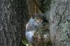 <img100*0:stuff/z/169023/Squirrel.4/i1277162363_3.jpg>
