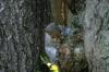 <img100*0:stuff/z/169023/Squirrel.4/i1277162363_4.jpg>