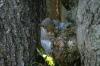 <img100*0:stuff/z/169023/Squirrel.4/i1277162364_10.jpg>