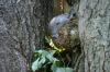 <img100*0:stuff/z/169023/Squirrel.4/i1277162364_12.jpg>