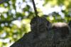 <img100*0:stuff/z/169023/Squirrel.4/i1277162364_14.jpg>