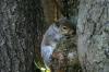<img100*0:stuff/z/169023/Squirrel.4/i1277162364_15.jpg>