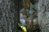 <img100*0:stuff/z/169023/Squirrel.4/i1277162364_16.jpg>