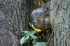<img100*0:stuff/z/169023/Squirrel.4/i1277162364_6.jpg>