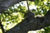 <img100*0:stuff/z/169023/Squirrel.4/i1277162364_7.jpg>