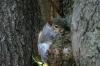 <img100*0:stuff/z/169023/Squirrel.4/i1277162364_9.jpg>