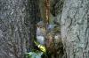 <img100*0:stuff/z/169023/Squirrel.4/i1277162365_17.jpg>