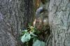 <img100*0:stuff/z/169023/Squirrel.4/i1277162365_18.jpg>