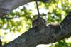 <img100*0:stuff/z/169023/Squirrel.4/i1277162365_19.jpg>