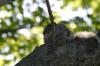 <img100*0:stuff/z/169023/Squirrel.4/i1277162365_20.jpg>