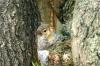 <img100*0:stuff/z/169023/Squirrel.4/i1277162365_21.jpg>