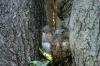 <img100*0:stuff/z/169023/Squirrel.4/i1277162365_23.jpg>