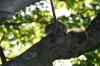<img100*0:stuff/z/169023/Squirrel.4/i1277162365_24.jpg>