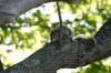 <img100*0:stuff/z/169023/Squirrel.4/i1277162365_25.jpg>