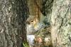 <img100*0:stuff/z/169023/Squirrel.4/i1277162365_27.jpg>
