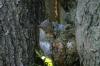 <img100*0:stuff/z/169023/Squirrel.4/i1277162366_28.jpg>