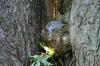 <img100*0:stuff/z/169023/Squirrel.4/i1277162366_29.jpg>