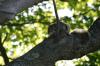 <img100*0:stuff/z/169023/Squirrel.4/i1277162366_30.jpg>