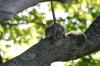 <img100*0:stuff/z/169023/Squirrel.4/i1277162366_31.jpg>