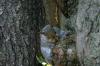 <img100*0:stuff/z/169023/Squirrel.4/i1277162366_33.jpg>