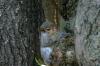 <img100*0:stuff/z/169023/Squirrel.4/i1277162366_34.jpg>