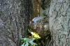 <img100*0:stuff/z/169023/Squirrel.4/i1277162366_35.jpg>