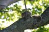 <img100*0:stuff/z/169023/Squirrel.4/i1277162366_37.jpg>