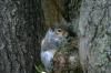 <img100*0:stuff/z/169023/Squirrel.4/i1277162366_38.jpg>