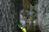 <img100*0:stuff/z/169023/Squirrel.4/i1277162367_39.jpg>
