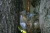 <img100*0:stuff/z/169023/Squirrel.4/i1277162367_40.jpg>